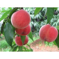 中秋王桃出售-想要实惠的中秋王桃就来三八红旗园艺